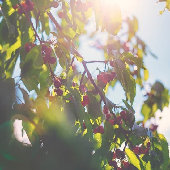 canva cherry tree MAEEQAKNwec