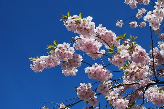 canva cherry tree MAEEiPHdHzo