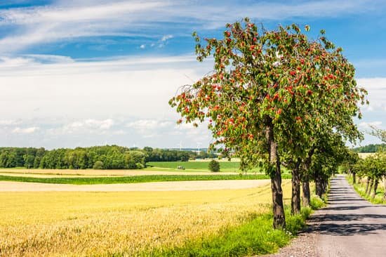 canva cherry tree