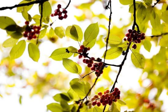 canva cherry tree MAEEvgImCFM