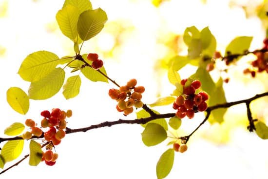 canva cherry tree MAEJbpB1Ql4