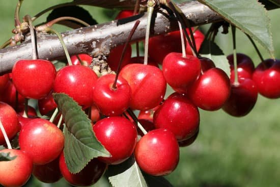 canva cherry tree MAELHNLbniw