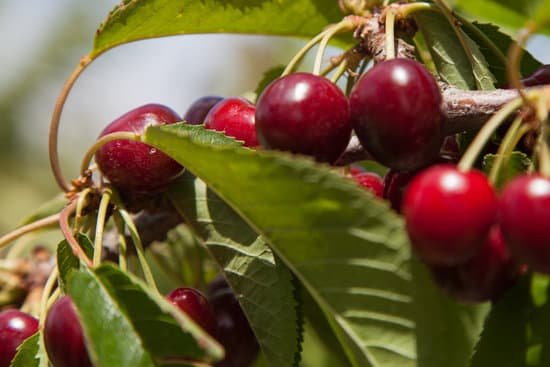 canva cherry tree close up MAEE4MCo4rs