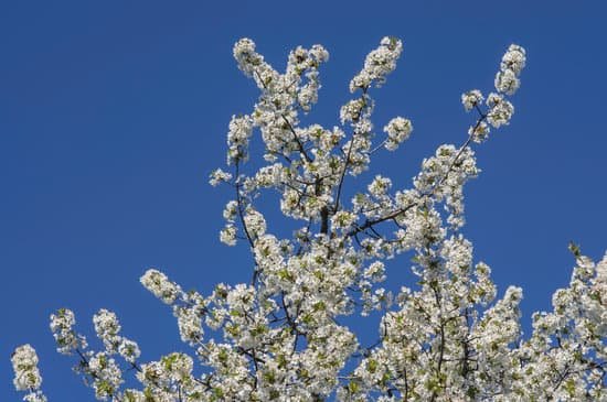 canva cherry tree flower MADB0yyILeE