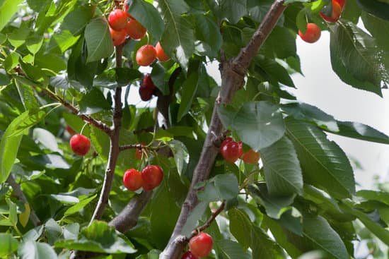 canva cherry tree with cherries MAC w d VW4