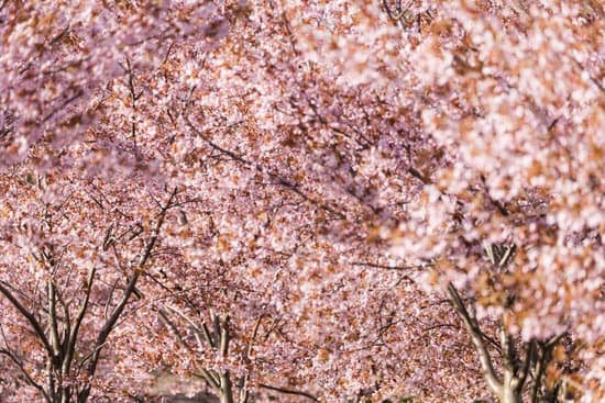 canva cherry trees MADAhtEkiVs