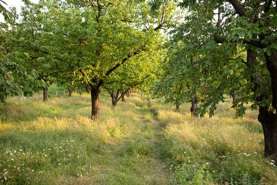 canva cherry trees MAEEn9Xb7gA