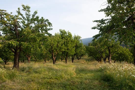 canva cherry trees MAEFnpsiTYs