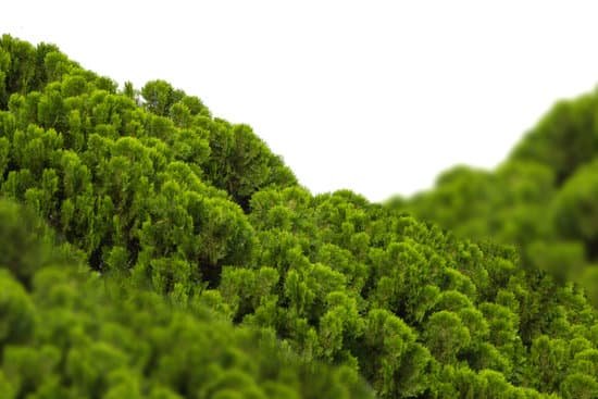 canva chimese arborvitae MAEJkmW2zyg