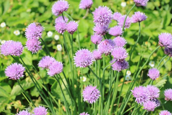 canva chives MAC6G0CY Ro