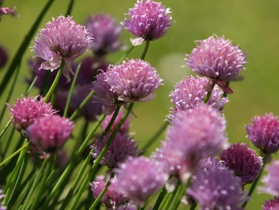 canva chives MAC9b6q6x M
