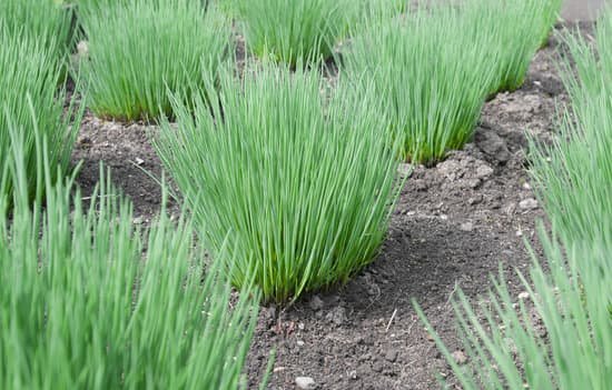 canva chives