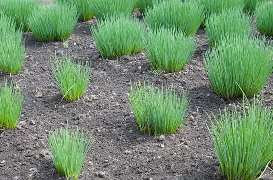 canva chives