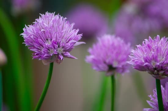 canva chives