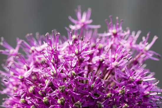canva chives MADBKQF6YmU