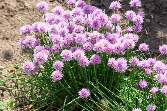 canva chives MADBKTiJSgk