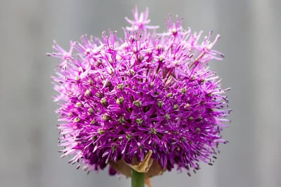 canva chives MADBKbjzQJo