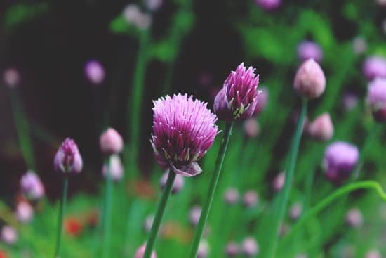 canva chives MADCQH6Kl o