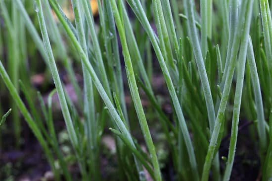 canva chives MAEEEcAfWYU