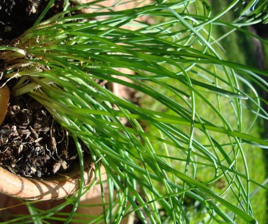 canva chives MAEEYBGmbPI