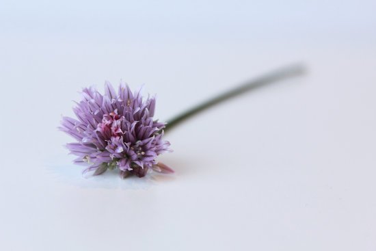 canva chives flower