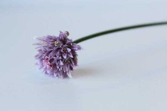 canva chives flower MADFBgmosk4