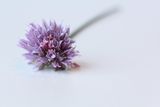 canva chives flower MADFBlruu o