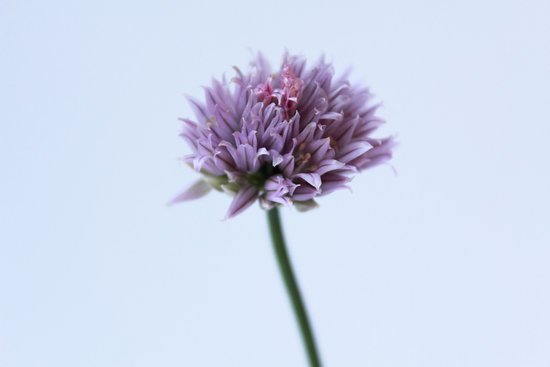 canva chives flower MADFBn Y37M