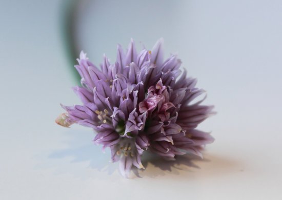 canva chives flower MADFBndqXUA