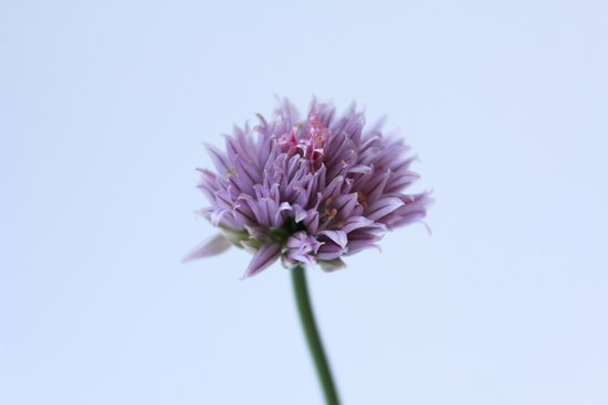 canva chives flower MADFBpi1ryg