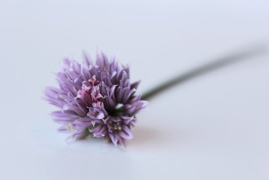 canva chives flower MADFBsPHU7w