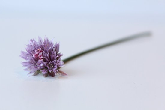 canva chives flower MADFBtGP2GA