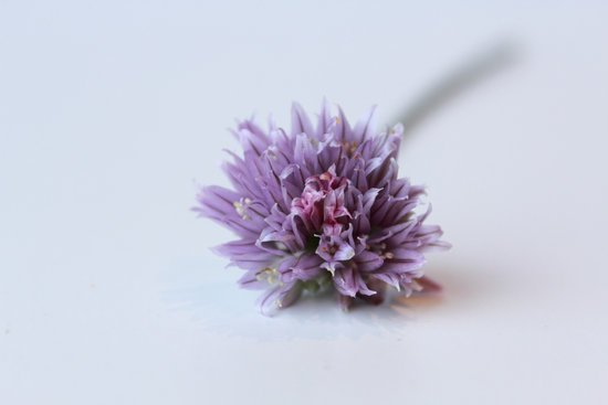 canva chives flower MADFBvIFRNw