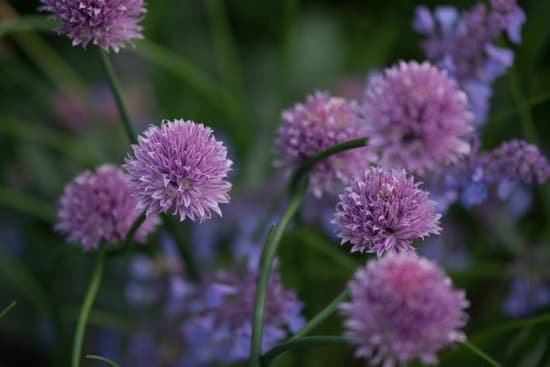 canva chives in bloom MADAn8gHGGM