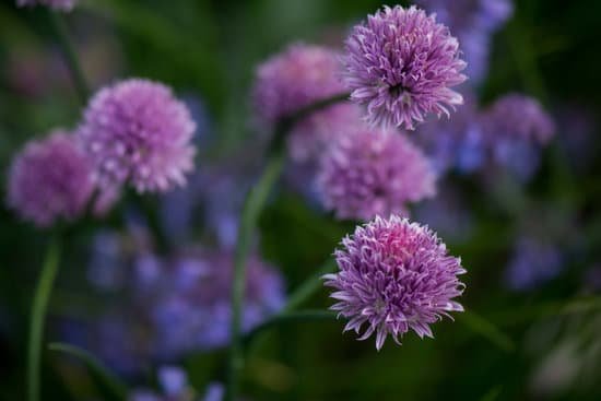 canva chives in bloom MADAoGrOBe4