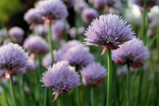 canva chives in bloom MADAsDz04HU