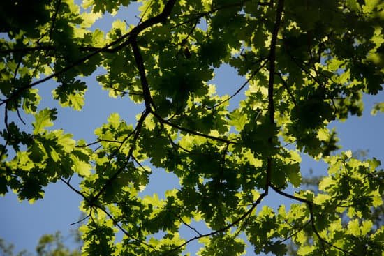 canva chlorophyll MAD3viAO3Sw