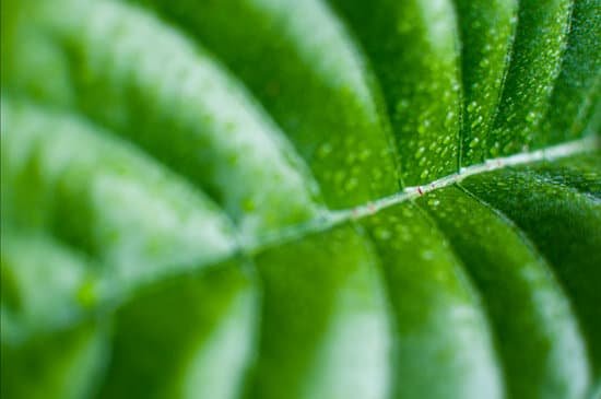 canva chlorophyll MAECAOhDVoc