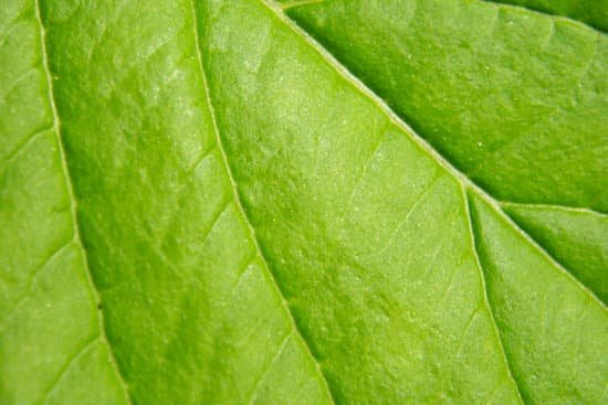 canva chlorophyll MAEEI i3NWI
