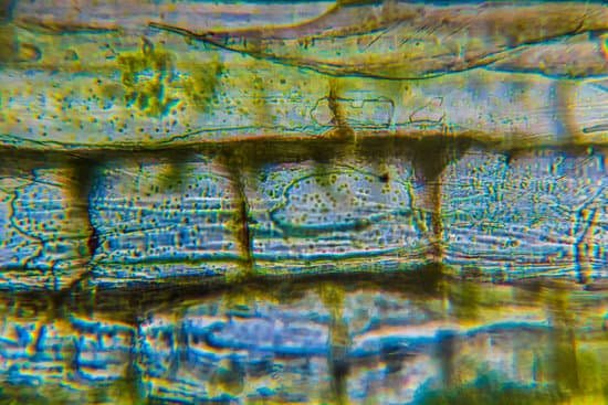 canva chlorophyll in blattzellen MAC5WmWjntM