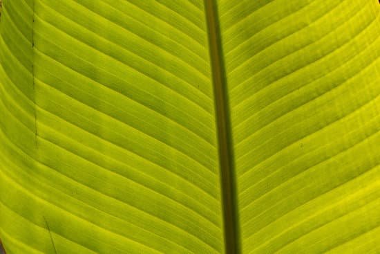 canva chlorophyll sunset MADC5D6BXk4