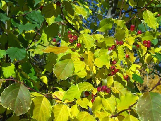 canva choke cherry tree MADzzAv4CIs