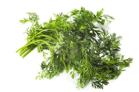 canva cilantro MAC9AMb9SpM