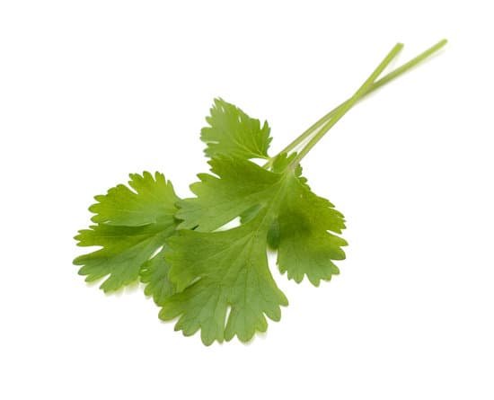 canva cilantro MADE7Tvh1M8