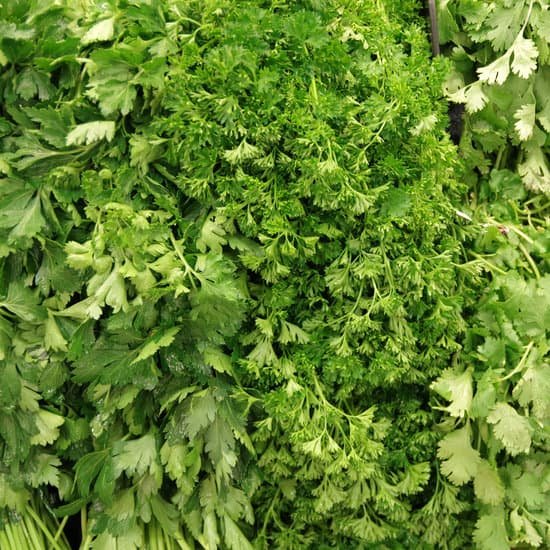 canva cilantro and parsley MADryku4YfA