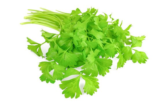 canva cilantro herb isolated on white MADFDTOJVJ0