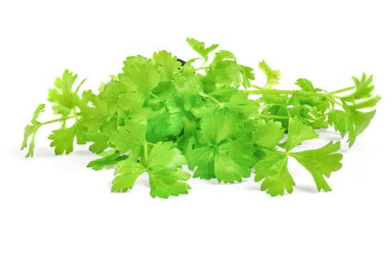 canva cilantro herb isolated on white background MADCWeHh62Y