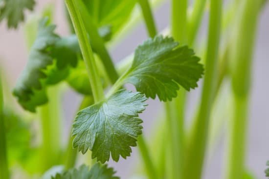 canva cilantro herb leaves close up