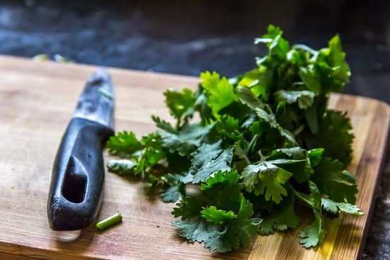canva cilantro leaves MAC OQ btU
