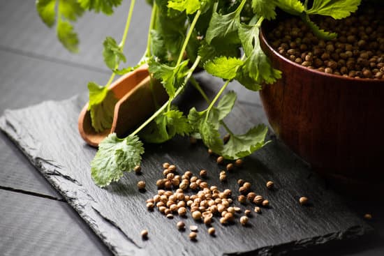 canva cilantro seeds and herbs